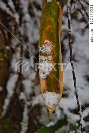 なごり雪の朝倉一乗滝 なごり雪の朝倉一乗滝 112170531