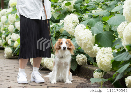 梅雨時期にあじさい通りを飼い主さんと散歩する中型犬コーイケルホンディエ 梅雨時期にあじさい通りを飼い主さんと散歩する中型犬コーイケルホンディエ 112170542