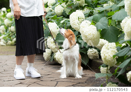 梅雨時期にあじさい通りを飼い主さんと散歩する中型犬コーイケルホンディエ 梅雨時期にあじさい通りを飼い主さんと散歩する中型犬コーイケルホンディエ 112170543