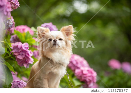 梅雨の時期に紫陽花でポージングする小型犬チワワ 112170577