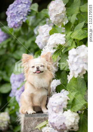 梅雨の時期に紫陽花でポージングする小型犬チワワ 112170585