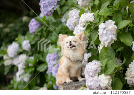 梅雨の時期に紫陽花でポージングする小型犬チワワ 梅雨の時期に紫陽花でポージングする小型犬チワワ 112170587