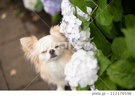 梅雨の時期に紫陽花でポージングする小型犬チワワ 112170596