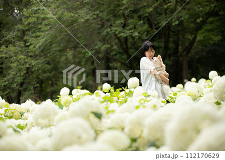 梅雨時期に紫陽花通りを散歩する飼い主さんと小型犬チワワ 112170629