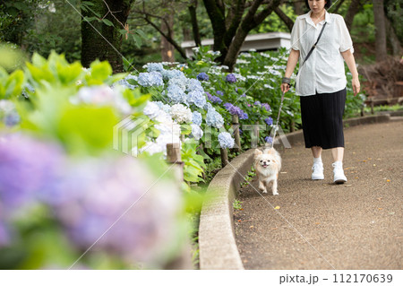 梅雨時期に紫陽花通りを散歩する飼い主さんと小型犬チワワ 112170639