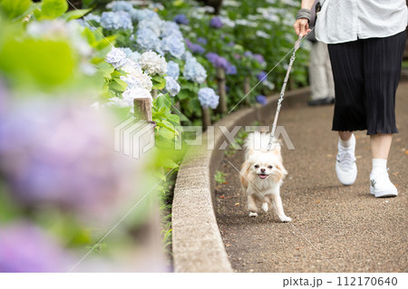 梅雨時期に紫陽花通りを散歩する飼い主さんと小型犬チワワ 112170640