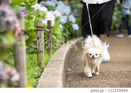 梅雨時期に紫陽花通りを散歩する飼い主さんと小型犬チワワ 112170644