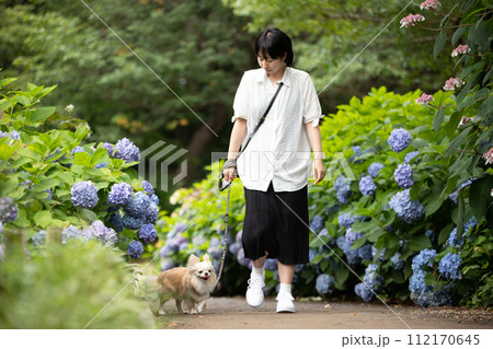 梅雨時期に紫陽花通りを散歩する飼い主さんと小型犬チワワ 112170645
