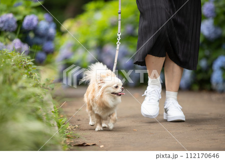 梅雨時期に紫陽花通りを散歩する飼い主さんと小型犬チワワ 112170646