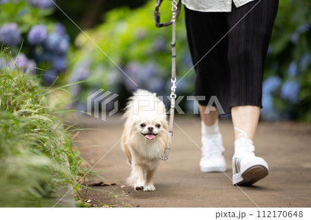 梅雨時期に紫陽花通りを散歩する飼い主さんと小型犬チワワ 梅雨時期に紫陽花通りを散歩する飼い主さんと小型犬チワワ 112170648
