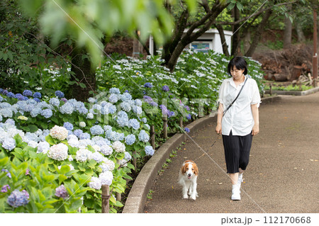 梅雨時期にあじさい道をお散歩する飼い主と中型犬コーイケルホンディエ 112170668