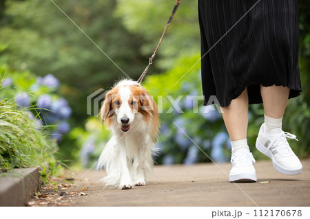 梅雨時期にあじさい道をお散歩する飼い主と中型犬コーイケルホンディエ 112170678