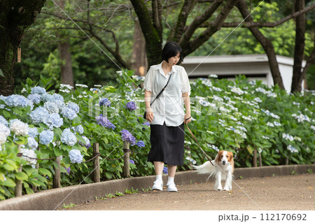 梅雨時期にあじさい道をお散歩する飼い主と中型犬コーイケルホンディエ 梅雨時期にあじさい道をお散歩する飼い主と中型犬コーイケルホンディエ 112170692