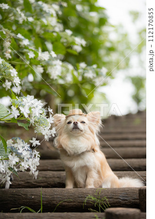 初夏の紫陽花と一緒にカンカン帽をかぶって撮影するチワワ 112170855