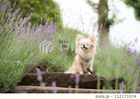 パープルのラベンダー畑の前で可愛くポーズする小型犬チワワ パープルのラベンダー畑の前で可愛くポーズする小型犬チワワ 112171034