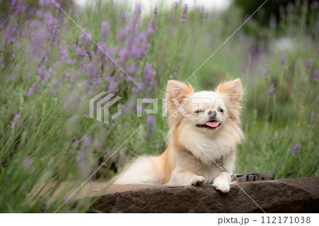 パープルのラベンダー畑の前で可愛くポーズする小型犬チワワ 112171038