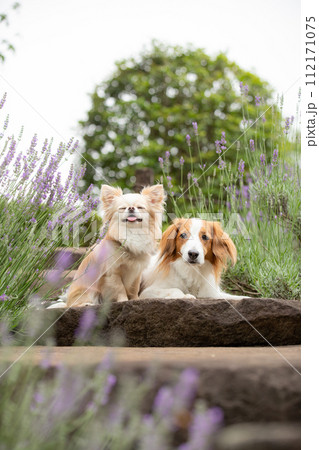紫のラベンダー前で仲良くポーズする小型犬チワワと中型犬コーイケルホンディエ 紫のラベンダー前で仲良くポーズする小型犬チワワと中型犬コーイケルホンディエ 112171075