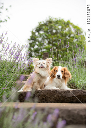 紫のラベンダー前で仲良くポーズする小型犬チワワと中型犬コーイケルホンディエ 紫のラベンダー前で仲良くポーズする小型犬チワワと中型犬コーイケルホンディエ 112171076