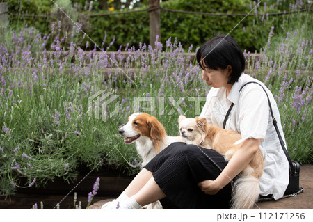 女性の飼い主さんとラベンダー畑で記念撮影する中型犬コーイケルホンディエと小型犬チワワ 112171256