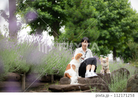 女性の飼い主さんとラベンダー畑で記念撮影する中型犬コーイケルホンディエと小型犬チワワ 112171258
