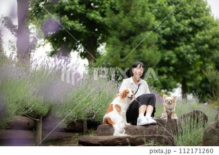 女性の飼い主さんとラベンダー畑で記念撮影する中型犬コーイケルホンディエと小型犬チワワ 女性の飼い主さんとラベンダー畑で記念撮影する中型犬コーイケルホンディエと小型犬チワワ 112171260