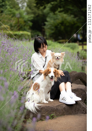 女性の飼い主さんとラベンダー畑で記念撮影する中型犬コーイケルホンディエと小型犬チワワ 112171262