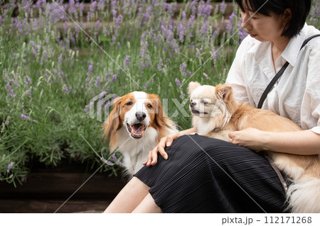 女性の飼い主さんとラベンダー畑で記念撮影する中型犬コーイケルホンディエと小型犬チワワ 女性の飼い主さんとラベンダー畑で記念撮影する中型犬コーイケルホンディエと小型犬チワワ 112171268