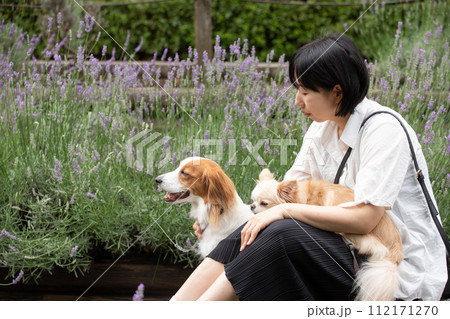 女性の飼い主さんとラベンダー畑で記念撮影する中型犬コーイケルホンディエと小型犬チワワ 112171270