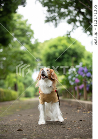ボーイスカウトの恰好でポーズをきめる中型犬コーイケルホンディエ 112171305