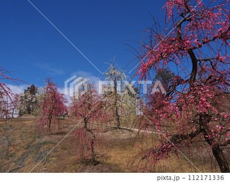 三室戸寺しだれ梅風景 三室戸寺しだれ梅風景 112171336