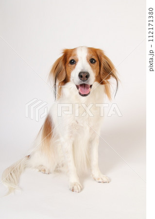 笑顔の中型犬コーイケルホンディエ 112171380