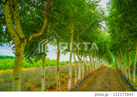 白樺の木のトンネルのイメージ 112171643