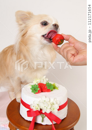誕生日ケーキの苺を食べる犬 誕生日ケーキの苺を食べる犬 112171654