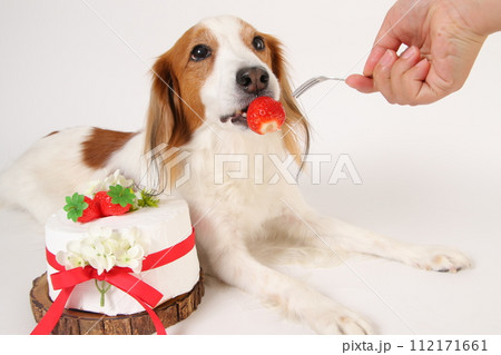 誕生日ケーキの苺を食べる犬 112171661