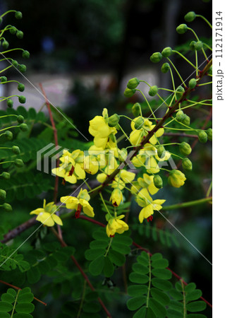 ジャケツイバラの花 112171914