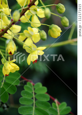 ジャケツイバラの花 112171915