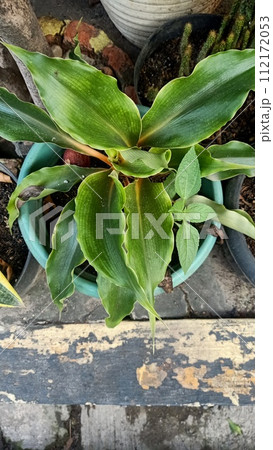 Close up of orange spider plant  112172053