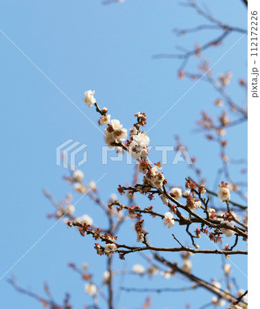 開花した梅 開花した梅 112172226