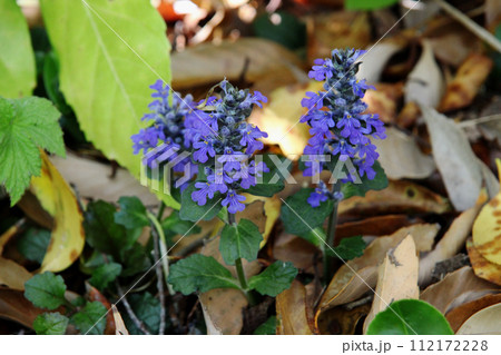 セイヨウジュウニヒトエ 112172228