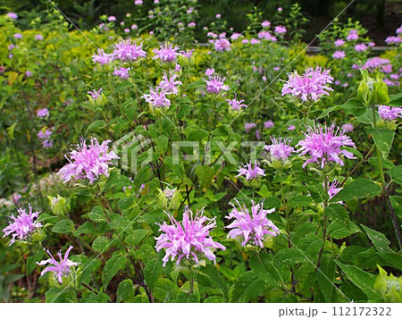 ベルガモットの花の生態写真 112172322