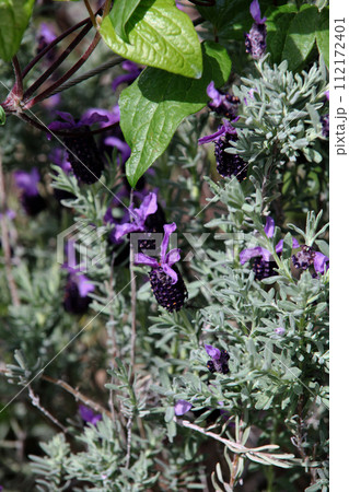 フレンチラベンダー フレンチラベンダー 112172401