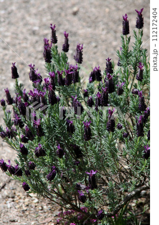 フレンチラベンダー フレンチラベンダー 112172404