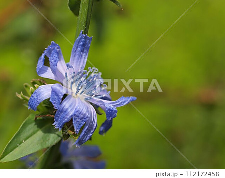 シャガの花とコピースペース 112172458