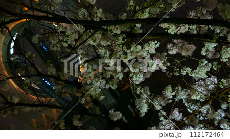ネオンと夜桜 ネオンと夜桜 112172464