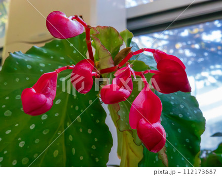 木立ベゴニアの小さくて可憐な深紅の蕾 木立ベゴニアの小さくて可憐な深紅の蕾 112173687