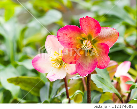 ピンクのクリスマスローズ ピンクのクリスマスローズ 112174088