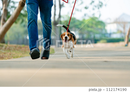 Pets owner and beagle dog walking, running, having fun outdoors in the park. Adorable pet concept Pets owner and beagle dog walking, running, having fun outdoors in the park. Adorable pet concept 112174190