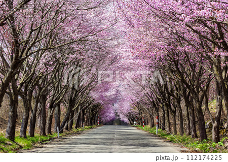 Cherry Blossom tunnel over a rural road Cherry Blossom tunnel over a rural road 112174225