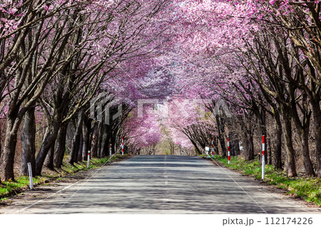 Road covered by a Cherry Blossom tunnel 112174226
