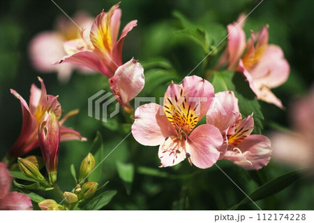 アストロメリア 桃色の花 アストロメリア 桃色の花 112174228